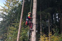 Arbeiter am Baum
