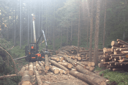 Bagger beim Baumschnitt